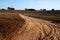 Tractor tire tracks on a dirt road in the middle of a peanut seedling plantation