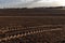 Tractor tire tracks on a dirt road in the middle of a peanut seedling plantation