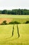 Tractor Track in a Corn Field