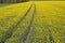 Tractor track in the flowering field