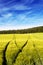 Tractor tracks in wheat field