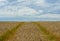 Tractor tracks in a wheat field.