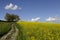 Tractor tracks and yellow field of colza