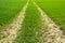 Tractor trail crossing the green field of young plantation