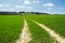 Tractor trail crossing the green field of young plantation near Ivinghoe Beacon