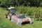 Tractor with the trailer full of black grapes bunches alongside the vineyard