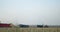 Tractor with a trailer full of harvested wheat is turning around near the trucks