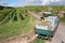 Tractor and trailer grape harvesting