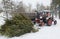 Tractor, trailer and a pile of tops of used Christmas tree to be crushed in t
