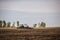 A tractor with a trailer plowing field for sowing of agricultural machinery is preparing for a new crop.