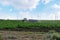 A tractor with a trailer rides through the field on the background of wind turbines.