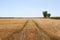 Tractor trailor tracks through a wheat field