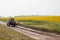 The tractor travels along the field of sunflowers