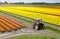 Tractor on the tulip field