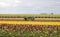 Tractor in the tulip fields