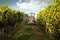 Tractor in the vineyard