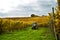 Tractor in the Vineyard