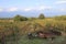 Tractor in a vineyard in Kakheti, Georgia