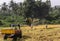 Tractor waits for John Deere pick thresher to unload, Hunumanahalli, Karnataka, India