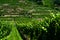 Tractor During Work In Green Vineyard With Terrace In Wachau Danube Valley In Austria