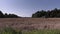 Tractors on cereal field