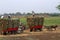 Tractors and cow-drawn carts take out the collected sugar cane