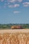 Tractors harvest wheat on the field