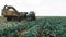 The tractors harvesting green cabbage