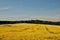 Tractors trails across field of oil seed rape