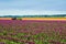 Tractors in the Tulips