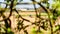 Tractors working on farmland to plant potatoes seen through the branches of a tree