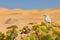 Tractrac chat, Emarginata tractrac, small grey passerine bird in Namib desert with yellow orange dune. Bird in the habitat, green