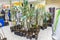 Trade in seedlings of fruit trees