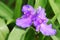 Tradescantia