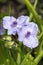 Tradescantia andersoniana group `Little Doll