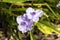 Tradescantia andersoniana group `Little Doll