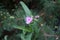 Tradescantia andersoniana `Karminglut` in the garden in autumn. Tradescantia is a genus of herbaceous perennial wildflowers.