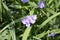 Tradescantia bracteata with light purple flowers