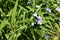 Tradescantia bracteata with light purple flowers