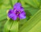 Tradescantia flower