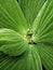 Tradescantia flower and leaves