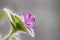 Tradescantia flower macro photography. A rare flower of home Tradescantia