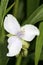 Tradescantia Fluminensis