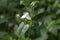 Tradescantia fluminensis flowers in bloom, white flowering plant growing in Madeira forest