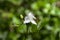 Tradescantia fluminensis flowers in bloom, white flowering plant growing in Madeira forest