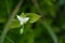 Tradescantia fluminensis, an invasive south american plant, growing in NW spain. River spiderwort