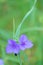 Tradescantia ohiensis