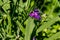 Tradescantia ohiensis, commonly known as bluejacket or Ohio spiderwort in a garden