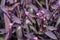 Tradescantia pallida more commonly known as wandering jew or walking jew. Other common names include purple secretia, purple-heart