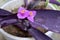 Tradescantia pallida Purple heart plant